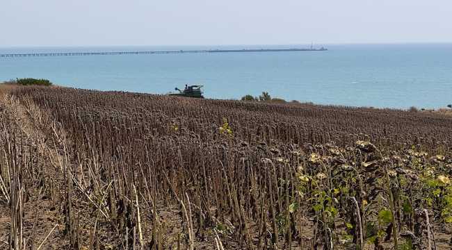 Adana'da ayçiçeği hasadı

