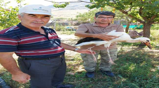 Adana'da yaralı bulunan leylek tedavi altına alındı
