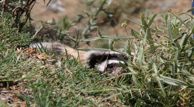 Aksaray'da nesli tükenme tehlikesi altındaki alacasansar görüldü