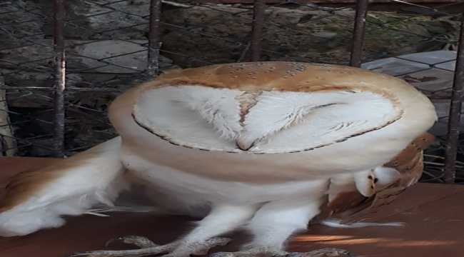 Aksaray'da yaralı peçeli baykuş tedaviye alındı