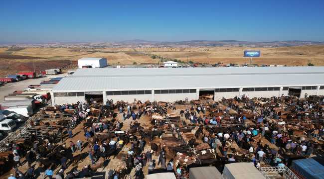 Ankara'daki hayvan pazarında Kurban Bayramı hareketliliği başladı 