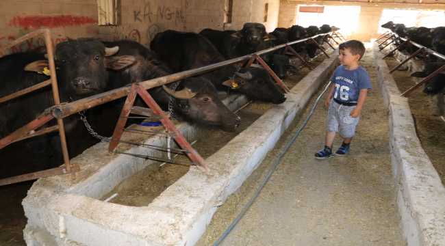 Annesi için 2 manda aldı, siparişlere yetişemeyince çiftlik kurdu