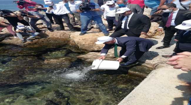 Antalya'da 15 bin levrek yavrusu denize bırakıldı 