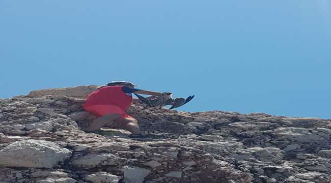 Antalya'da kayalıklarda oltaya takılan martı kurtarıldı