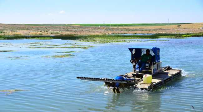 Beşgöz Gölü sazlıklardan temizleniyor