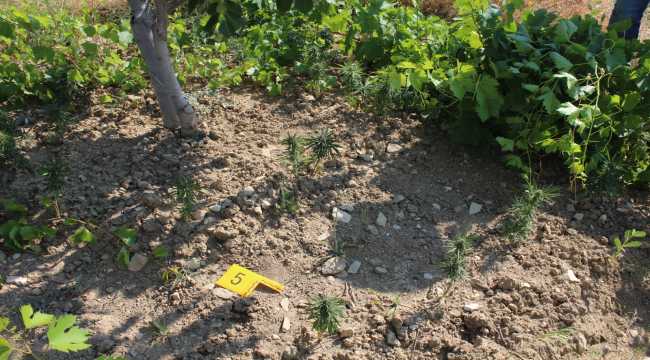 Çağlayancerit'te 271 kök Hint keneviri ele geçirildi