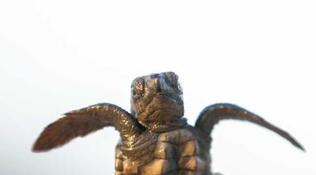 Caretta caretta yavruları denizle buluştu
