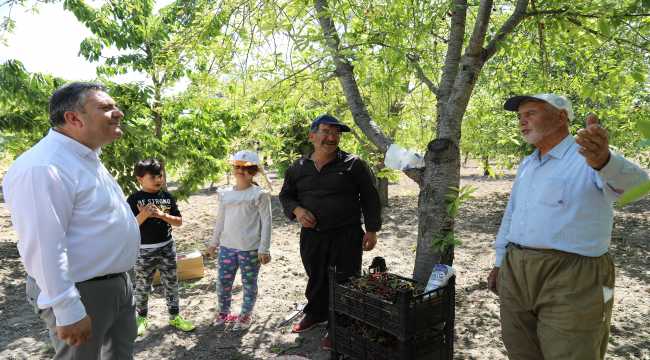 Çubuk'ta vişne hasadı başladı 