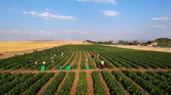 Çubuk turşusu için hasat sezonu başladı