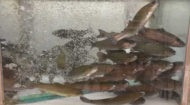 Denizi olmayan kentten 25 milyon dolarlık balık ihracatı