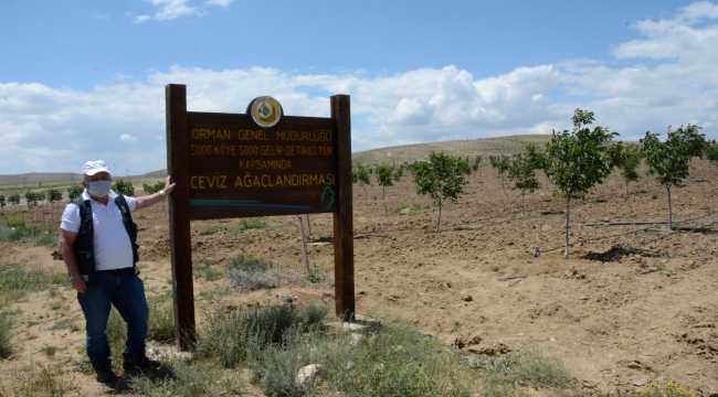 Devlet desteğiyle bozkırda kurulan ceviz bahçeleri meyve vermeye başladı
