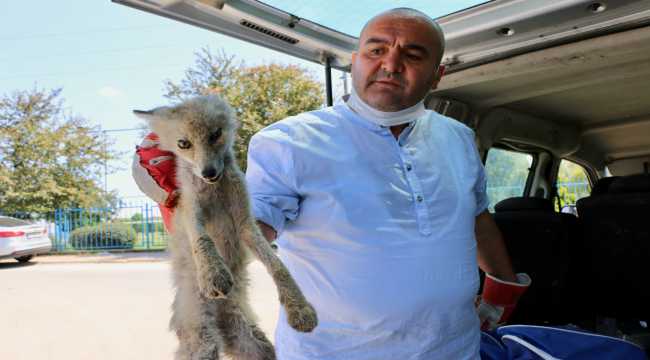 Yolda bitkin halde bulunan tilki, barınağa teslim edildi