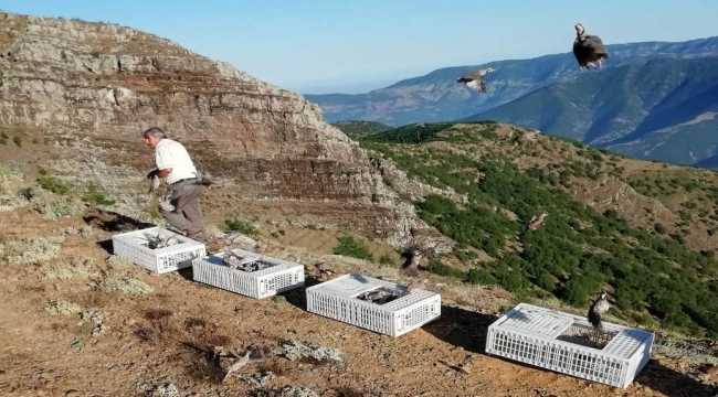 Gaziantep'te üretilen 750 kınalı keklik Osmaniye'de doğaya salındı