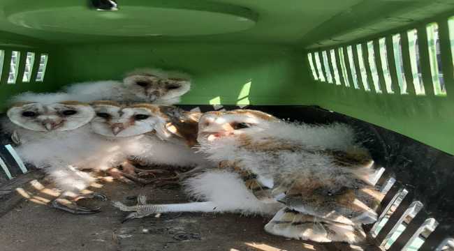 Hatay'da ağaçtan düşen 4 baykuş yavrusu korumaya alındı