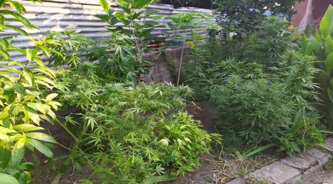 Hatay'da bahçesinde Hint keneviri yetiştiren şüpheli gözaltına alındı 