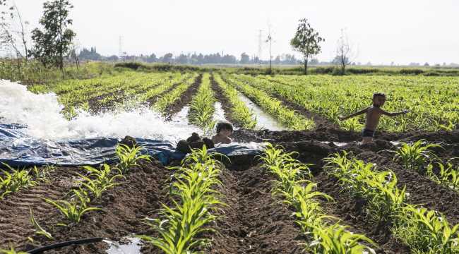 Hatay'da çocuklar, sulama suyunun aktığı yerlerde yaptıkları havuzlarda yüzerek serinlemeye çalışıyor
