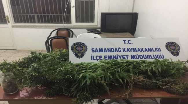 Hatay'da evinin damında Hint keneviri yetiştiren şüpheli yakalandı