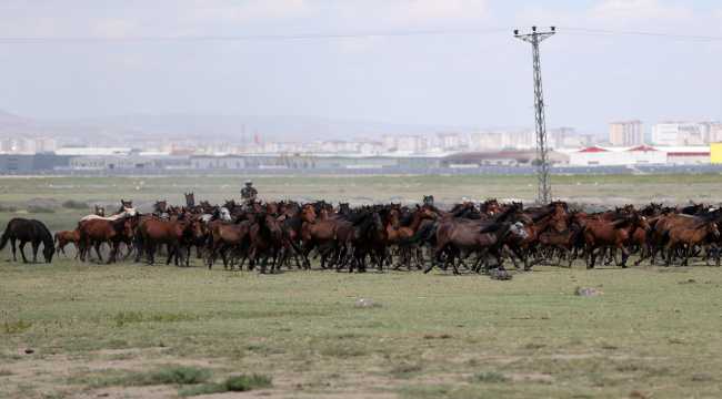 Hürmetçi Sazlığı'nın 