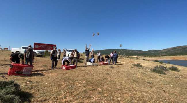 Hüyük'te doğaya 500 kınalı keklik salındı