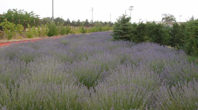 Kahramanmaraş'ta lavanta hasadı yapıldı