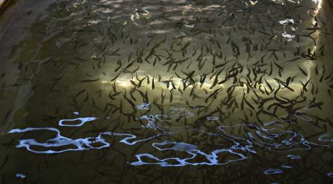 Kahramanmaraş'ta üretilen yavru alabalıklar ilgi görüyor 