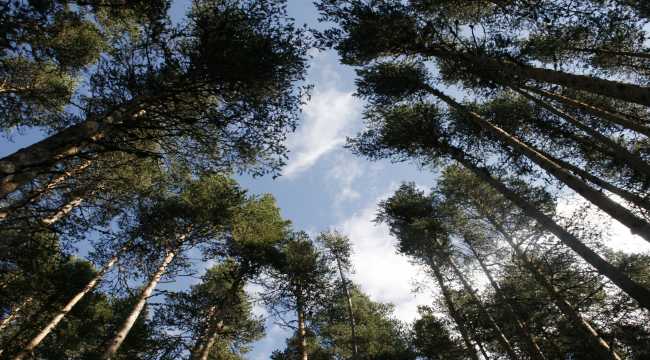 Karaşar-Eğriova yaylaları yaz aylarında misafirlerini bekliyor