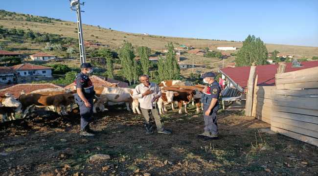 Kaybettiği kurbanlık hayvanlarını jandarma buldu