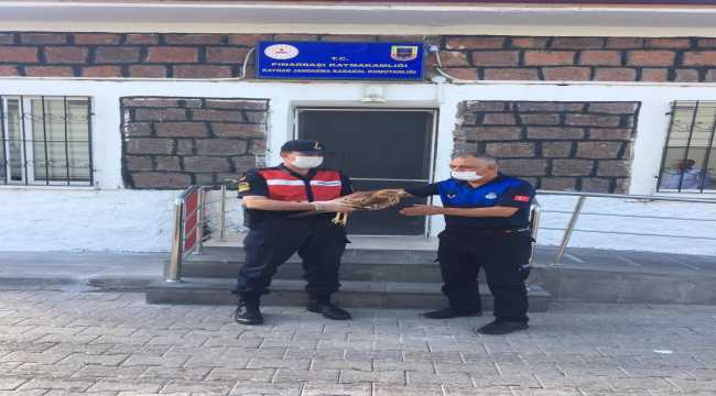 Kayseri'de jandarma tarafından yaralı bulunan şahin tedavi altına alındı 