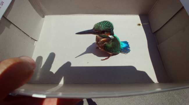 Kayseri'de yaralı bulunan yalıçapkını kuşu tedaviye alındı