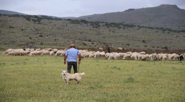 Kayserili besici farklı ırk denemeleri ile üreticileri cesaretlendirdi 