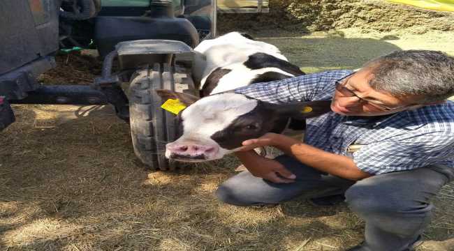 Konya'da 4 burun deliği olan buzağı doğdu