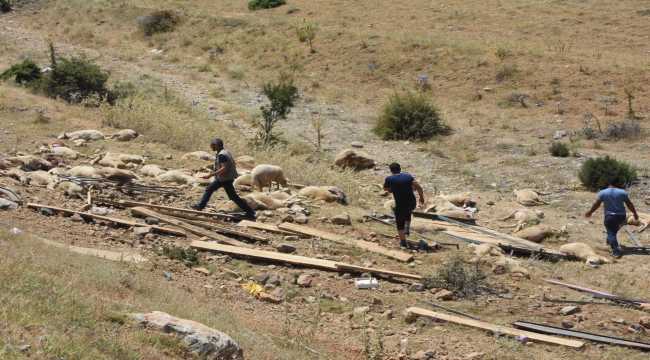 Konya'da kurbanlık taşıyan kamyonun devrilmesi sonucu 100'e yakın koyun telef oldu