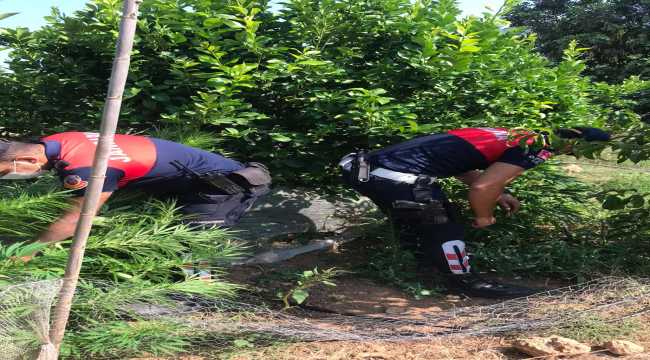 Limon bahçesinde kenevir yetiştiren şüpheli gözaltına alındı 