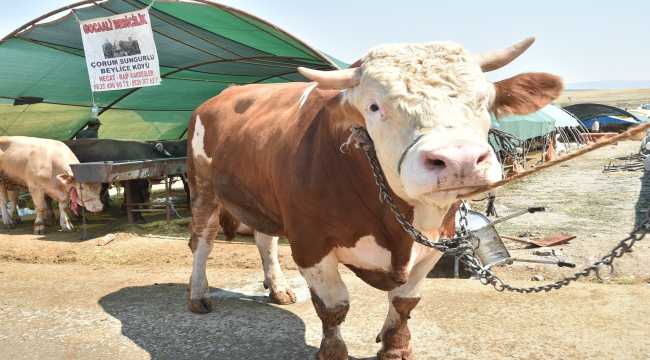 Mamak'taki kurban pazarının ilgi odağı 