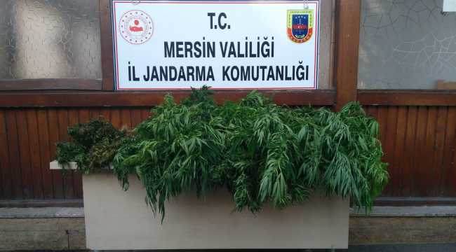 Mersin'de bahçıvanlığını yaptığı villada Hint keneviri yetiştiren zanlı tutuklandı