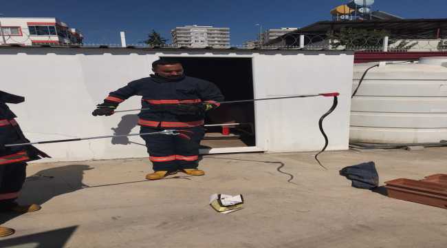 Eve giren yılan itfaiye ekiplerince yakalandı