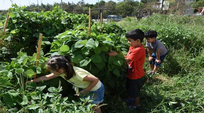 minik öğrenciler yetiştirdikleri ürünleri topladı