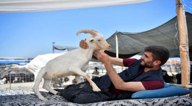 Mersin'deki hayvan pazarlarında 