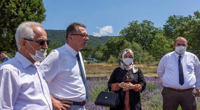 Nallıhan'da lavanta üretimi yaygınlaşacak