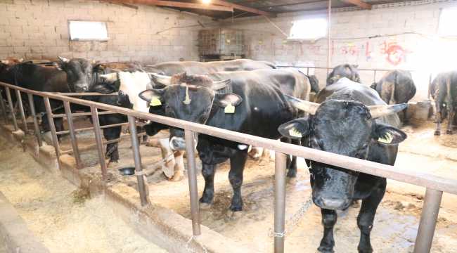 Niğde'de kurban kesiminde 