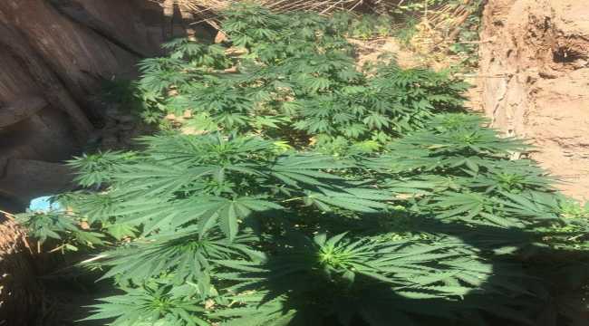 Niğde'de uyuşturucu operasyonu: 1 gözaltı