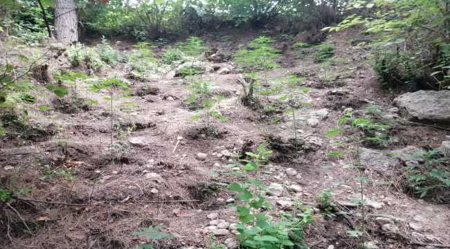 Osmaniye'de 108 kök Hint keneviri ele geçirildi