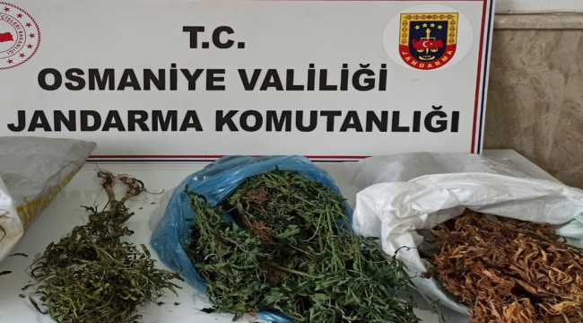 Osmaniye'de 126 kök Hint keneviri ele geçirildi