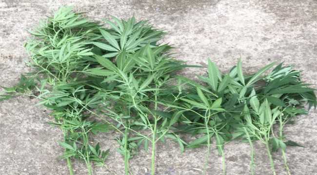 Osmaniye'de evinin bahçesinde kenevir yetiştiren zanlı gözaltına alındı 