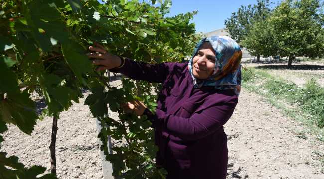 Şehit kızlarının diktiği fidanlarla 