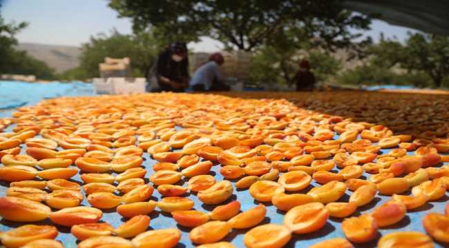 Sivas'ta kayısı hasadı başladı 