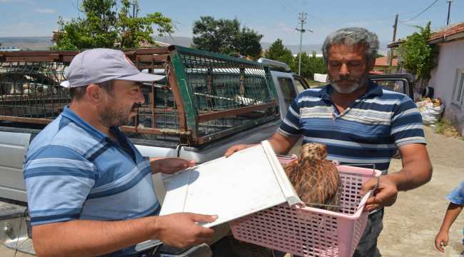Tarlada bulduğu yaralı şahini yetkilere teslim etti
