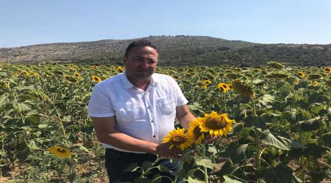Tarsus’ta 12 bin ton ayçiçeği rekoltesi bekleniyor
