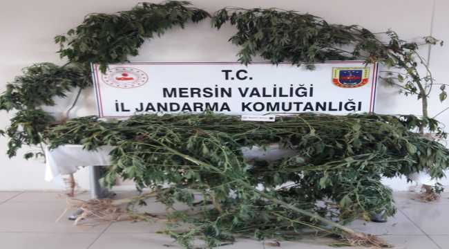 Tarsus'ta uyuşturucu operasyonu