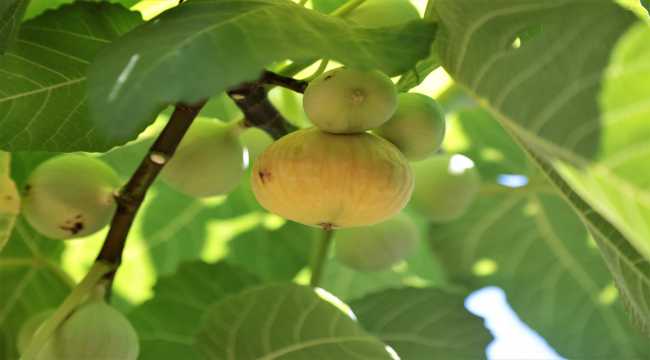 Tescilli Abbas inciri tezgahlardaki yerini aldı 